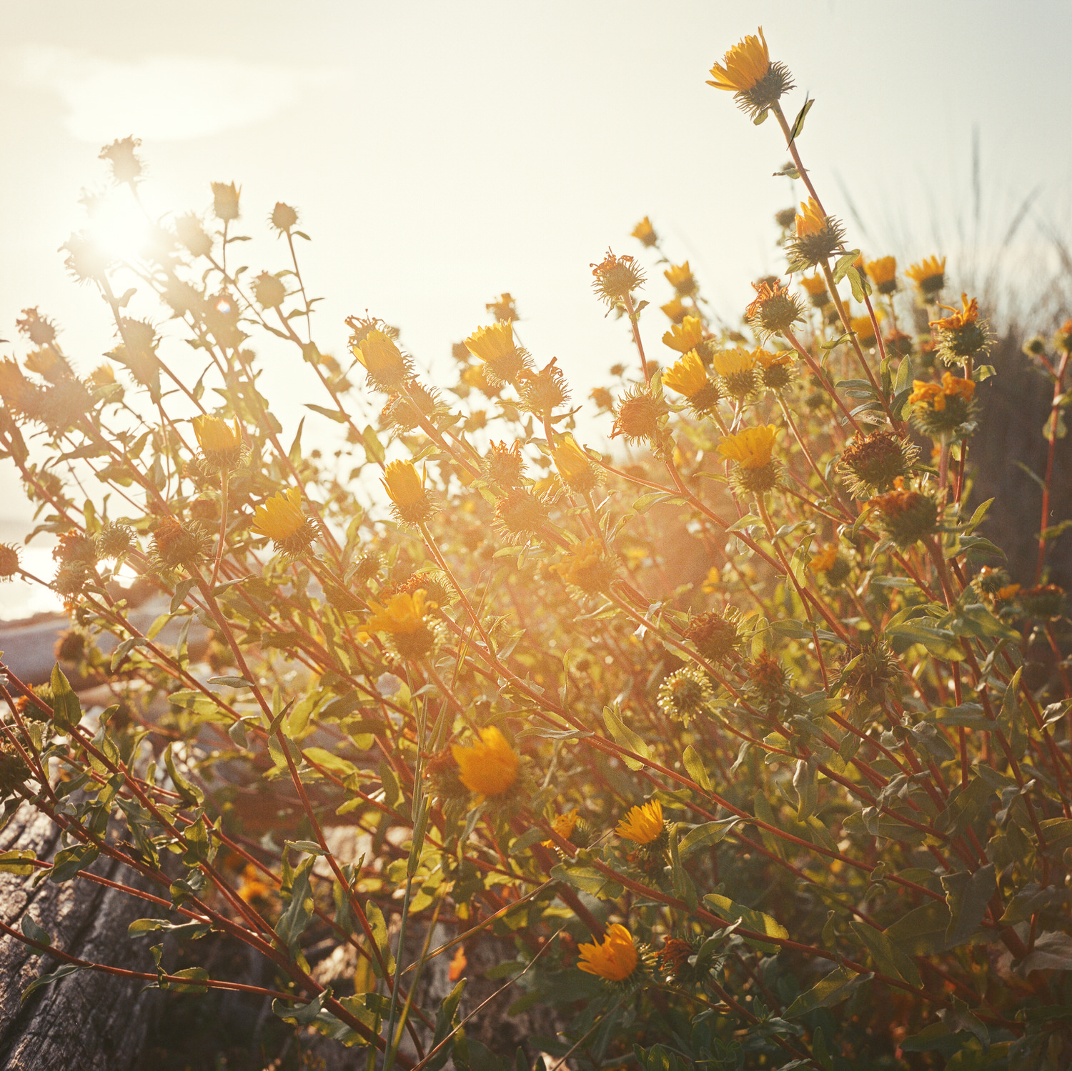 A field of yellow wildflowers illuminated by the soft light of golden hour, creating a warm and dreamy atmosphere.