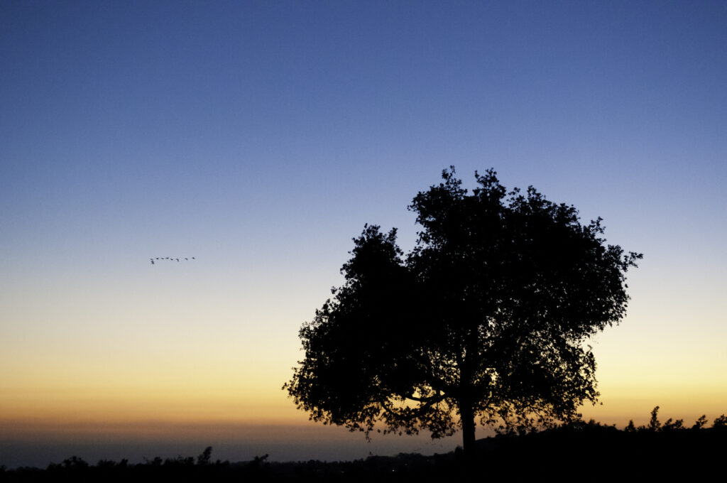 A silhouette of a tree against a twilight sky with a gradient from yellow to deep blue, and a flock of birds flying in the distance.